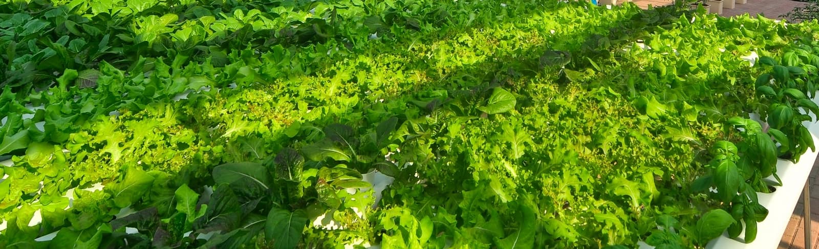 organic farming