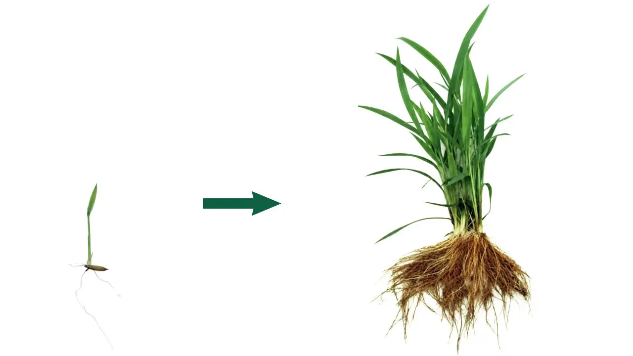 Changes in dry weight of shoots and roots under different treatments